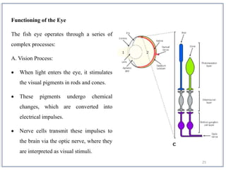 25
Functioning of the Eye
The fish eye operates through a series of
complex processes:
A. Vision Process:
 When light enters the eye, it stimulates
the visual pigments in rods and cones.
 These pigments undergo chemical
changes, which are converted into
electrical impulses.
 Nerve cells transmit these impulses to
the brain via the optic nerve, where they
are interpreted as visual stimuli.
 