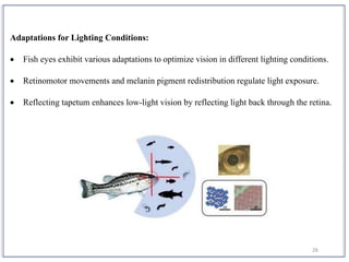 26
Adaptations for Lighting Conditions:
 Fish eyes exhibit various adaptations to optimize vision in different lighting conditions.
 Retinomotor movements and melanin pigment redistribution regulate light exposure.
 Reflecting tapetum enhances low-light vision by reflecting light back through the retina.
 