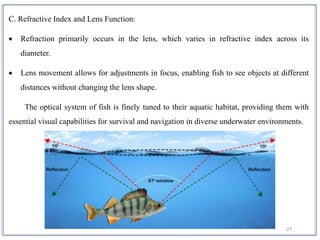 27
C. Refractive Index and Lens Function:
 Refraction primarily occurs in the lens, which varies in refractive index across its
diameter.
 Lens movement allows for adjustments in focus, enabling fish to see objects at different
distances without changing the lens shape.
The optical system of fish is finely tuned to their aquatic habitat, providing them with
essential visual capabilities for survival and navigation in diverse underwater environments.
 