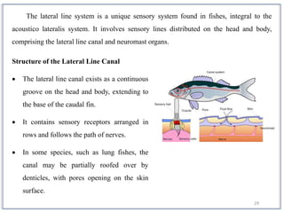29
The lateral line system is a unique sensory system found in fishes, integral to the
acoustico lateralis system. It involves sensory lines distributed on the head and body,
comprising the lateral line canal and neuromast organs.
Structure of the Lateral Line Canal
 The lateral line canal exists as a continuous
groove on the head and body, extending to
the base of the caudal fin.
 It contains sensory receptors arranged in
rows and follows the path of nerves.
 In some species, such as lung fishes, the
canal may be partially roofed over by
denticles, with pores opening on the skin
surface.
 