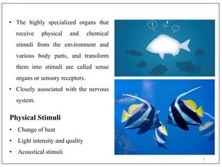 3
• The highly specialized organs that
receive physical and chemical
stimuli from the environment and
various body parts, and transform
them into stimuli are called sense
organs or sensory receptors.
• Closely associated with the nervous
system.
Physical Stimuli
• Change of heat
• Light intensity and quality
• Acoustical stimuli
 