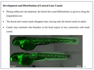 30
Development and Distribution of Lateral Line Canals
 During embryonic development, the lateral line canal differentiates as grooves along the
longitudinal axis.
 The dorsal and ventral canals disappear later, leaving only the lateral canals in adults.
 Canals may terminate into branches in the head region or lose connection with trunk
canals.
 