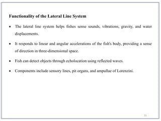 31
Functionality of the Lateral Line System
 The lateral line system helps fishes sense sounds, vibrations, gravity, and water
displacements.
 It responds to linear and angular accelerations of the fish's body, providing a sense
of direction in three-dimensional space.
 Fish can detect objects through echolocation using reflected waves.
 Components include sensory lines, pit organs, and ampullae of Lorenzini.
 