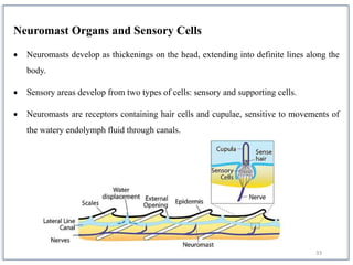 33
Neuromast Organs and Sensory Cells
 Neuromasts develop as thickenings on the head, extending into definite lines along the
body.
 Sensory areas develop from two types of cells: sensory and supporting cells.
 Neuromasts are receptors containing hair cells and cupulae, sensitive to movements of
the watery endolymph fluid through canals.
 