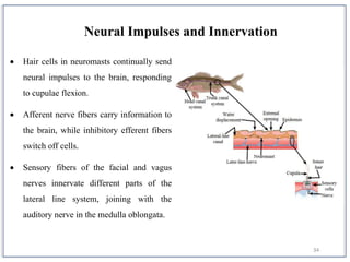 34
 Hair cells in neuromasts continually send
neural impulses to the brain, responding
to cupulae flexion.
 Afferent nerve fibers carry information to
the brain, while inhibitory efferent fibers
switch off cells.
 Sensory fibers of the facial and vagus
nerves innervate different parts of the
lateral line system, joining with the
auditory nerve in the medulla oblongata.
Neural Impulses and Innervation
 