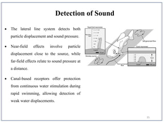 35
 The lateral line system detects both
particle displacement and sound pressure.
 Near-field effects involve particle
displacement close to the source, while
far-field effects relate to sound pressure at
a distance.
 Canal-based receptors offer protection
from continuous water stimulation during
rapid swimming, allowing detection of
weak water displacements.
Detection of Sound
 