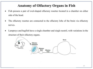 37
Anatomy of Olfactory Organs in Fish
 Fish possess a pair of oval-shaped olfactory rosettes located in a chamber on either
side of the head.
 The olfactory rosettes are connected to the olfactory lobe of the brain via olfactory
nerves.
 Lampreys and hagfish have a single chamber and single nostril, with variations in the
structure of their olfactory organs.
 