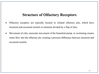 38
Structure of Olfactory Receptors
 Olfactory receptors are typically located in ciliated olfactory pits, which have
incurrent and excurrent nostrils or channels divided by a flap of skin.
 Movement of cilia, muscular movement of the branchial pump, or swimming creates
water flow into the olfactory pit, creating a pressure difference between incurrent and
excurrent nostrils.
 