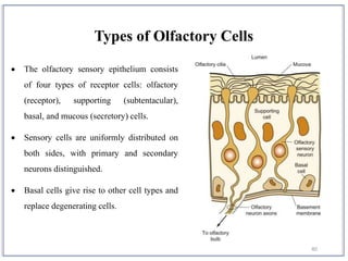 40
 The olfactory sensory epithelium consists
of four types of receptor cells: olfactory
(receptor), supporting (subtentacular),
basal, and mucous (secretory) cells.
 Sensory cells are uniformly distributed on
both sides, with primary and secondary
neurons distinguished.
 Basal cells give rise to other cell types and
replace degenerating cells.
Types of Olfactory Cells
 