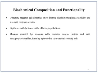 41
 Olfactory receptor cell dendrites show intense alkaline phosphatase activity and
less acid protease activity.
 Lipids are widely found in the olfactory epithelium.
 Mucous secreted by mucous cells contains mucin protein and acid
mucopolysaccharides, forming a protective layer around sensory hair.
Biochemical Composition and Functionality
 