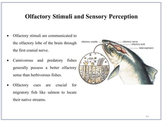 42
 Olfactory stimuli are communicated to
the olfactory lobe of the brain through
the first cranial nerve.
 Carnivorous and predatory fishes
generally possess a better olfactory
sense than herbivorous fishes.
 Olfactory cues are crucial for
migratory fish like salmon to locate
their native streams.
Olfactory Stimuli and Sensory Perception
 