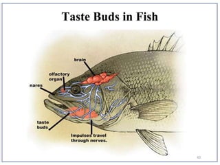43
Taste Buds in Fish
 