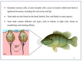 44
 Gustatory sensory cells, or taste receptor cells, occur in clusters called taste buds in
epidermal locations, including the oral cavity and lips.
 Taste buds are also found on the head, barbels, fins, and flanks in some species.
 Taste buds contain different cell types, such as tubular or light cells, based on
morphology and staining affinity.
 
