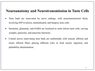 45
Neuroanatomy and Neurotransmission in Taste Cells
 Taste buds are innervated by nerve endings, with neurotransmission likely
involving ATP in teleost, elasmobranch, and lamprey taste cells.
 Serotonin, glutamate, and GABA are localized in some teleost taste cells, serving
synaptic, paracrine, and autocrine functions.
 Cranial nerves innervating taste buds are multimodal, with sensory afferent and
motor efferent fibers playing different roles in food search, ingestion, and
palatability determination.
 