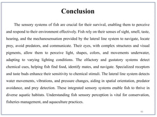 46
Conclusion
The sensory systems of fish are crucial for their survival, enabling them to perceive
and respond to their environment effectively. Fish rely on their senses of sight, smell, taste,
hearing, and the mechanosensation provided by the lateral line system to navigate, locate
prey, avoid predators, and communicate. Their eyes, with complex structures and visual
pigments, allow them to perceive light, shapes, colors, and movements underwater,
adapting to varying lighting conditions. The olfactory and gustatory systems detect
chemical cues, helping fish find food, identify mates, and navigate. Specialized receptors
and taste buds enhance their sensitivity to chemical stimuli. The lateral line system detects
water movements, vibrations, and pressure changes, aiding in spatial orientation, predator
avoidance, and prey detection. These integrated sensory systems enable fish to thrive in
diverse aquatic habitats. Understanding fish sensory perception is vital for conservation,
fisheries management, and aquaculture practices.
 