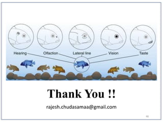48
Thank You !!
rajesh.chudasamaa@gmail.com
 
