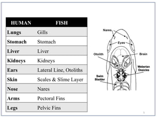 5
HUMAN FISH
Lungs Gills
Stomach Stomach
Liver Liver
Kidneys Kidneys
Ears Lateral Line, Otoliths
Skin Scales & Slime Layer
Nose Nares
Arms Pectoral Fins
Legs Pelvic Fins
 