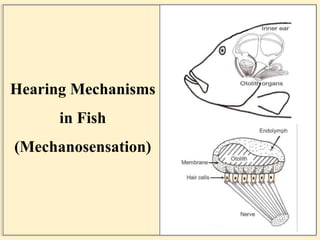 6
Hearing Mechanisms
in Fish
(Mechanosensation)
 