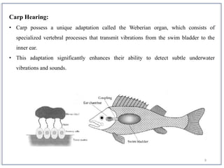 9
Carp Hearing:
• Carp possess a unique adaptation called the Weberian organ, which consists of
specialized vertebral processes that transmit vibrations from the swim bladder to the
inner ear.
• This adaptation significantly enhances their ability to detect subtle underwater
vibrations and sounds.
 