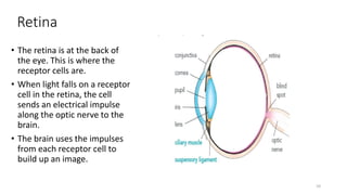 Retina
• The retina is at the back of
the eye. This is where the
receptor cells are.
• When light falls on a receptor
cell in the retina, the cell
sends an electrical impulse
along the optic nerve to the
brain.
• The brain uses the impulses
from each receptor cell to
build up an image.
10
 