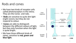 Rods and cones
• We have two kinds of receptor cells
called photoreceptors in the retina.
They are the Cones and rods.
• Rods are sensitive to quite dim light
(night vision), but they do not
respond to colour.
• Cones are able to distinguish
between the different colours of light,
but they only function when the light
is quite bright.
• We have three different kinds of
cones, sensitive to red, green and
blue light.
12
 