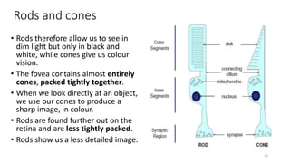 Rods and cones
• Rods therefore allow us to see in
dim light but only in black and
white, while cones give us colour
vision.
• The fovea contains almost entirely
cones, packed tightly together.
• When we look directly at an object,
we use our cones to produce a
sharp image, in colour.
• Rods are found further out on the
retina and are less tightly packed.
• Rods show us a less detailed image.
13
 