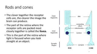 Rods and cones
• The closer together the receptor
cells are, the clearer the image the
brain can produce.
• The part of the retina where the
receptor cells are packed most
closely together is called the fovea.
• This is the part of the retina where
light is focused when you look
straight at an object.
14
 