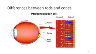 Differences between rods and cones
16
 