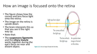 How an image is focused onto the retina
• The figure shows how the
cornea and lens focus light
onto the retina.
• The image on the retina is
upside down.
• The brain interprets this so
that you see it the right
way up.
• Note that:
• The suspensory ligaments
and the ciliary muscle
works together during the
eye’s focus on near and
distant object.
21
 