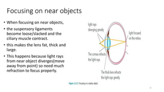 Focusing on near objects
• When focusing on near objects,
• the suspensory ligaments
become loose/slacked and the
ciliary muscle contract.
• this makes the lens fat, thick and
large.
• This happens because light rays
from near object diverges(move
away from point) so need much
refraction to focus properly.
22
 