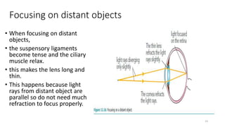 Focusing on distant objects
• When focusing on distant
objects,
• the suspensory ligaments
become tense and the ciliary
muscle relax.
• this makes the lens long and
thin.
• This happens because light
rays from distant object are
parallel so do not need much
refraction to focus properly.
23
 