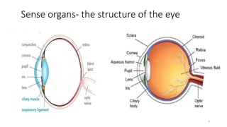 Sense organs- the structure of the eye
4
 