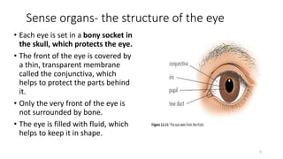 Sense organs- the structure of the eye
6
• Each eye is set in a bony socket in
the skull, which protects the eye.
• The front of the eye is covered by
a thin, transparent membrane
called the conjunctiva, which
helps to protect the parts behind
it.
• Only the very front of the eye is
not surrounded by bone.
• The eye is filled with fluid, which
helps to keep it in shape.
 