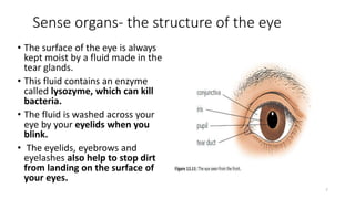 Sense organs- the structure of the eye
7
• The surface of the eye is always
kept moist by a fluid made in the
tear glands.
• This fluid contains an enzyme
called lysozyme, which can kill
bacteria.
• The fluid is washed across your
eye by your eyelids when you
blink.
• The eyelids, eyebrows and
eyelashes also help to stop dirt
from landing on the surface of
your eyes.
 
