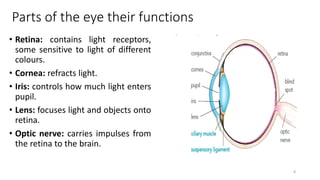 Parts of the eye their functions
• Retina: contains light receptors,
some sensitive to light of different
colours.
• Cornea: refracts light.
• Iris: controls how much light enters
pupil.
• Lens: focuses light and objects onto
retina.
• Optic nerve: carries impulses from
the retina to the brain.
8
 