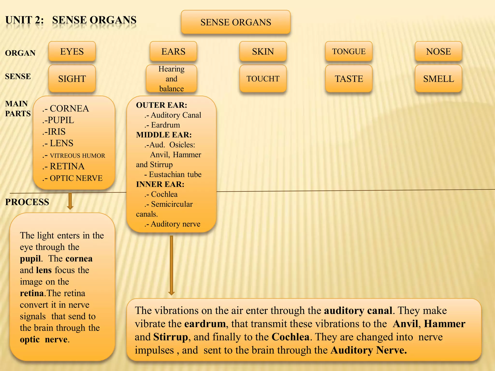 UNIT 2: SENSE ORGANS                          SENSE ORGANS


ORGAN        EYES                  EARS               SKIN            TONGUE               NOSE
                                  Hearing
SENSE       SIGHT                   and              TOUCHT            TASTE              SMELL
                                  balance
MAIN                        OUTER EAR:
PARTS
        .- CORNEA
                              .- Auditory Canal
        .-PUPIL               .- Eardrum
        .-IRIS              MIDDLE EAR:
        .- LENS               .-Aud. Osicles:
        .- VITREOUS HUMOR        Anvil, Hammer
        .- RETINA           and Stirrup
        .- OPTIC NERVE        - Eustachian tube
                            INNER EAR:
                              .- Cochlea
PROCESS                       .- Semicircular
                            canals.
                              .- Auditory nerve
  The light enters in the
  eye through the
  pupil. The cornea
  and lens focus the
  image on the
  retina.The retina
  convert it in nerve
  signals that send to
                            The vibrations on the air enter through the auditory canal. They make
  the brain through the     vibrate the eardrum, that transmit these vibrations to the Anvil, Hammer
  optic nerve.              and Stirrup, and finally to the Cochlea. They are changed into nerve
                            impulses , and sent to the brain through the Auditory Nerve.
 