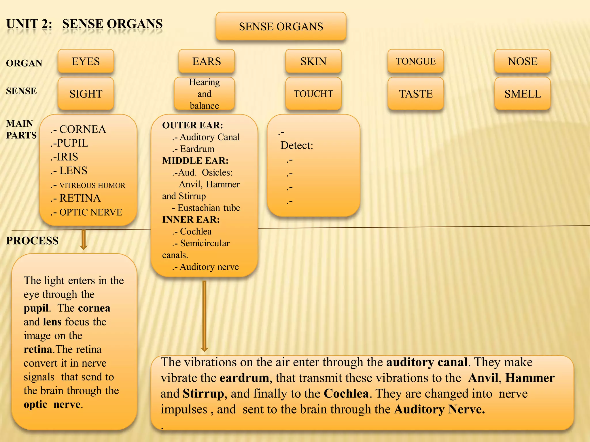 UNIT 2: SENSE ORGANS                          SENSE ORGANS


ORGAN        EYES                  EARS                 SKIN          TONGUE               NOSE
                                  Hearing
SENSE       SIGHT                   and               TOUCHT           TASTE              SMELL
                                  balance
MAIN                        OUTER EAR:
PARTS
        .- CORNEA                                  .-
                              .- Auditory Canal
        .-PUPIL               .- Eardrum            Detect:
        .-IRIS              MIDDLE EAR:               .-
        .- LENS               .-Aud. Osicles:         .-
        .- VITREOUS HUMOR        Anvil, Hammer        .-
        .- RETINA           and Stirrup               .-
        .- OPTIC NERVE        - Eustachian tube
                            INNER EAR:
                              .- Cochlea
PROCESS                       .- Semicircular
                            canals.
                              .- Auditory nerve
  The light enters in the
  eye through the
  pupil. The cornea
  and lens focus the
  image on the
  retina.The retina
  convert it in nerve       The vibrations on the air enter through the auditory canal. They make
  signals that send to      vibrate the eardrum, that transmit these vibrations to the Anvil, Hammer
  the brain through the     and Stirrup, and finally to the Cochlea. They are changed into nerve
  optic nerve.              impulses , and sent to the brain through the Auditory Nerve.
                            .
 