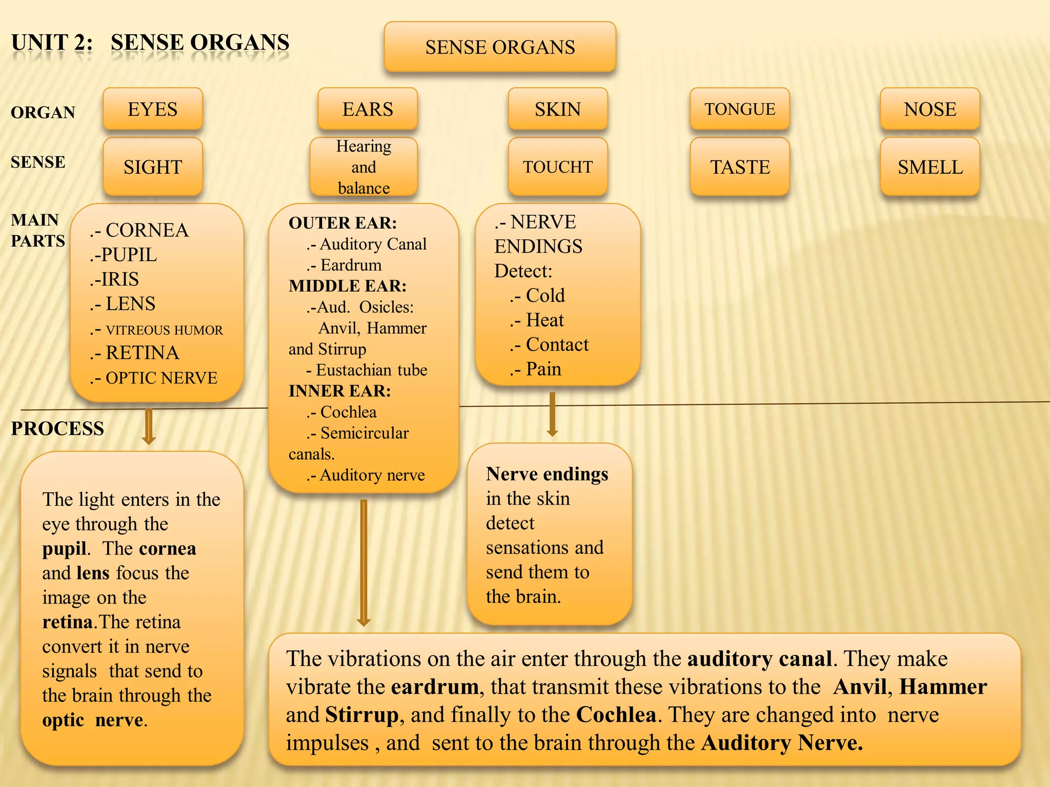 UNIT 2: SENSE ORGANS                          SENSE ORGANS


ORGAN        EYES                  EARS                 SKIN          TONGUE               NOSE
                                  Hearing
SENSE       SIGHT                   and               TOUCHT           TASTE              SMELL
                                  balance
MAIN                        OUTER EAR:             .- NERVE
PARTS
        .- CORNEA
                              .- Auditory Canal    ENDINGS
        .-PUPIL               .- Eardrum
        .-IRIS                                     Detect:
                            MIDDLE EAR:
        .- LENS                                       .- Cold
                              .-Aud. Osicles:
        .- VITREOUS HUMOR        Anvil, Hammer        .- Heat
        .- RETINA           and Stirrup               .- Contact
        .- OPTIC NERVE        - Eustachian tube       .- Pain
                            INNER EAR:
                              .- Cochlea
PROCESS                       .- Semicircular
                            canals.
                              .- Auditory nerve   Nerve endings
  The light enters in the                         in the skin
  eye through the                                 detect
  pupil. The cornea                               sensations and
  and lens focus the                              send them to
  image on the                                    the brain.
  retina.The retina
  convert it in nerve
  signals that send to
                            The vibrations on the air enter through the auditory canal. They make
  the brain through the     vibrate the eardrum, that transmit these vibrations to the Anvil, Hammer
  optic nerve.              and Stirrup, and finally to the Cochlea. They are changed into nerve
                            impulses , and sent to the brain through the Auditory Nerve.
 