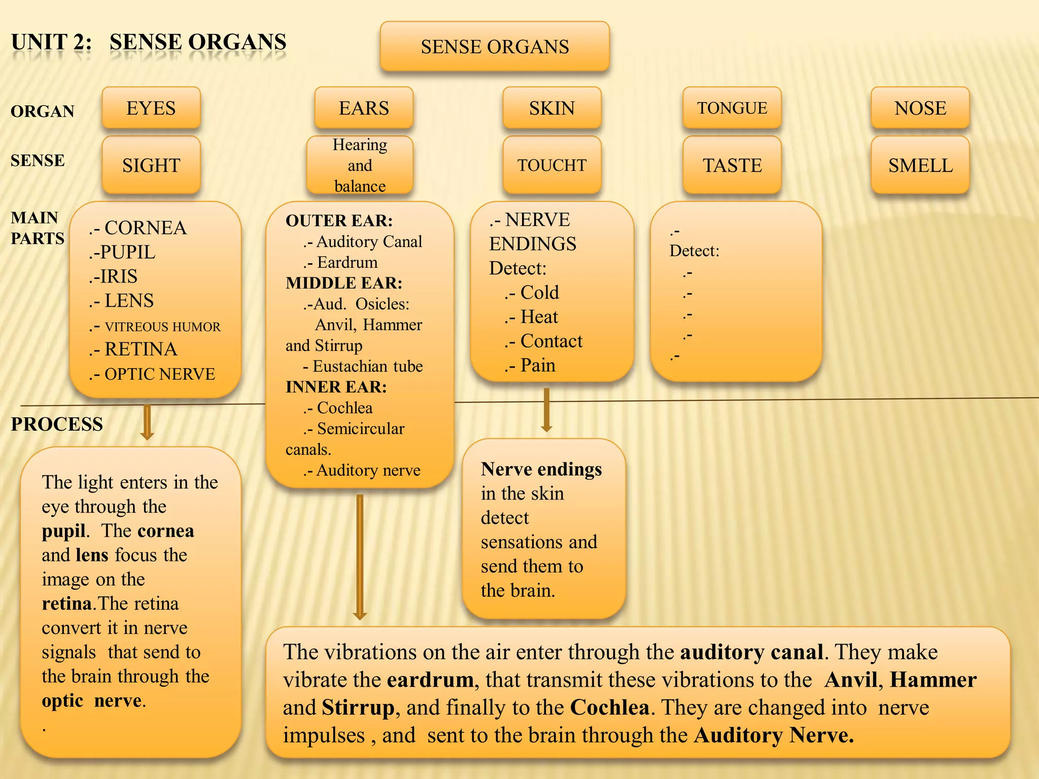 UNIT 2: SENSE ORGANS                          SENSE ORGANS


ORGAN        EYES                  EARS                 SKIN           TONGUE              NOSE
                                  Hearing
SENSE       SIGHT                   and               TOUCHT            TASTE             SMELL
                                  balance
MAIN                        OUTER EAR:             .- NERVE
PARTS
        .- CORNEA                                                   .-
                              .- Auditory Canal    ENDINGS
        .-PUPIL                                                     Detect:
                              .- Eardrum           Detect:
        .-IRIS                                                         .-
                            MIDDLE EAR:
        .- LENS                                       .- Cold          .-
                              .-Aud. Osicles:
                                                      .- Heat          .-
        .- VITREOUS HUMOR        Anvil, Hammer
                                                                       .-
        .- RETINA           and Stirrup               .- Contact
                                                                    .-
        .- OPTIC NERVE        - Eustachian tube       .- Pain
                            INNER EAR:
                              .- Cochlea
PROCESS                       .- Semicircular
                            canals.
                              .- Auditory nerve   Nerve endings
  The light enters in the
                                                  in the skin
  eye through the
                                                  detect
  pupil. The cornea
                                                  sensations and
  and lens focus the
                                                  send them to
  image on the
                                                  the brain.
  retina.The retina
  convert it in nerve
  signals that send to      The vibrations on the air enter through the auditory canal. They make
  the brain through the     vibrate the eardrum, that transmit these vibrations to the Anvil, Hammer
  optic nerve.              and Stirrup, and finally to the Cochlea. They are changed into nerve
  .
                            impulses , and sent to the brain through the Auditory Nerve.
 