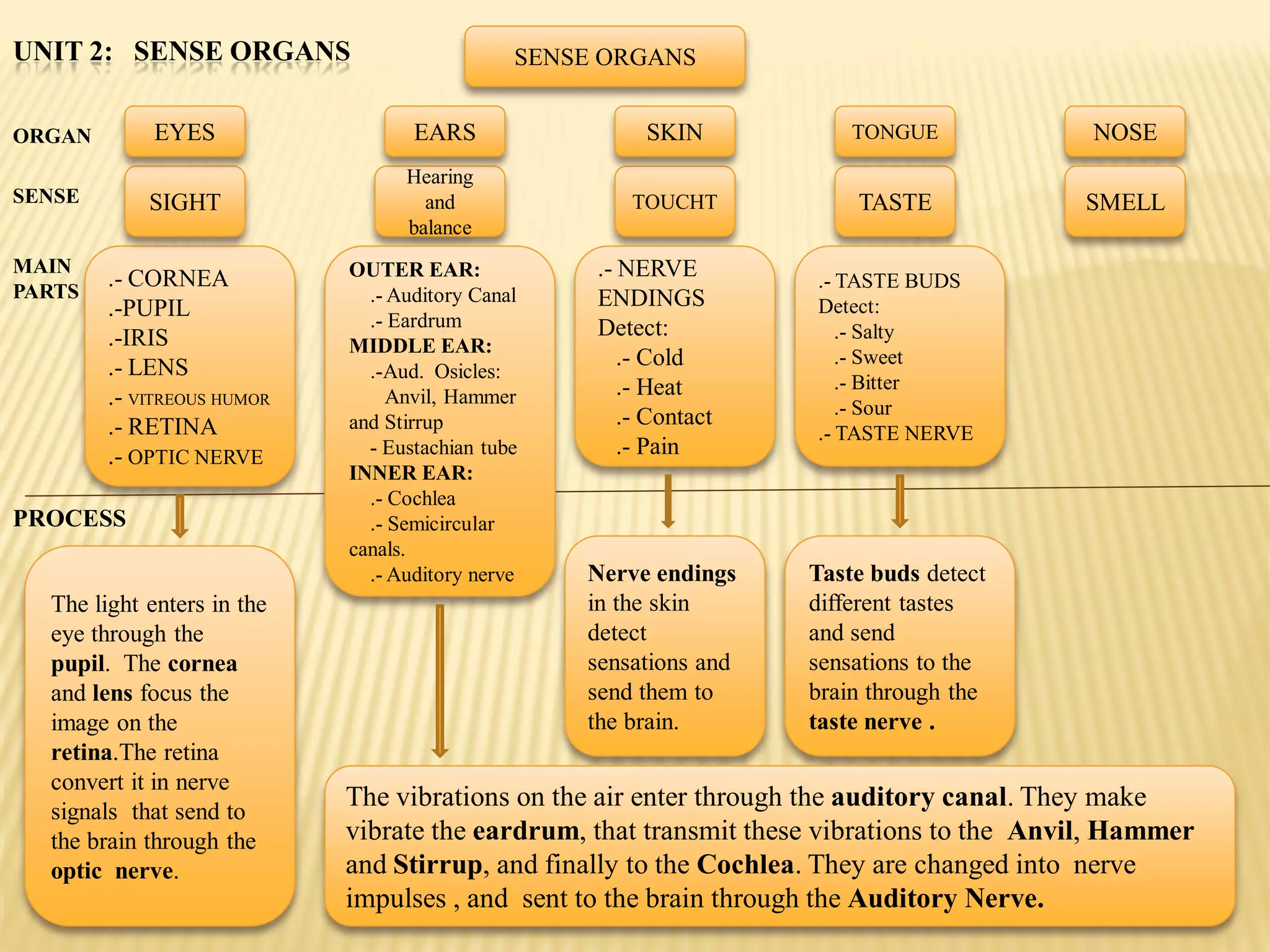 UNIT 2: SENSE ORGANS                          SENSE ORGANS


ORGAN        EYES                  EARS                 SKIN           TONGUE              NOSE
                                  Hearing
SENSE       SIGHT                   and               TOUCHT           TASTE              SMELL
                                  balance
MAIN                        OUTER EAR:             .- NERVE
PARTS
        .- CORNEA                                                   .- TASTE BUDS
                              .- Auditory Canal    ENDINGS
        .-PUPIL                                                     Detect:
                              .- Eardrum           Detect:
        .-IRIS                                                         .- Salty
                            MIDDLE EAR:
        .- LENS                                       .- Cold          .- Sweet
                              .-Aud. Osicles:
                                                      .- Heat          .- Bitter
        .- VITREOUS HUMOR        Anvil, Hammer
                                                                       .- Sour
        .- RETINA           and Stirrup               .- Contact
                                                                    .- TASTE NERVE
        .- OPTIC NERVE        - Eustachian tube       .- Pain
                            INNER EAR:
                              .- Cochlea
PROCESS                       .- Semicircular
                            canals.
                              .- Auditory nerve   Nerve endings    Taste buds detect
  The light enters in the                         in the skin      different tastes
  eye through the                                 detect           and send
  pupil. The cornea                               sensations and   sensations to the
  and lens focus the                              send them to     brain through the
  image on the                                    the brain.       taste nerve .
  retina.The retina
  convert it in nerve
  signals that send to
                            The vibrations on the air enter through the auditory canal. They make
  the brain through the     vibrate the eardrum, that transmit these vibrations to the Anvil, Hammer
  optic nerve.              and Stirrup, and finally to the Cochlea. They are changed into nerve
                            impulses , and sent to the brain through the Auditory Nerve.
 