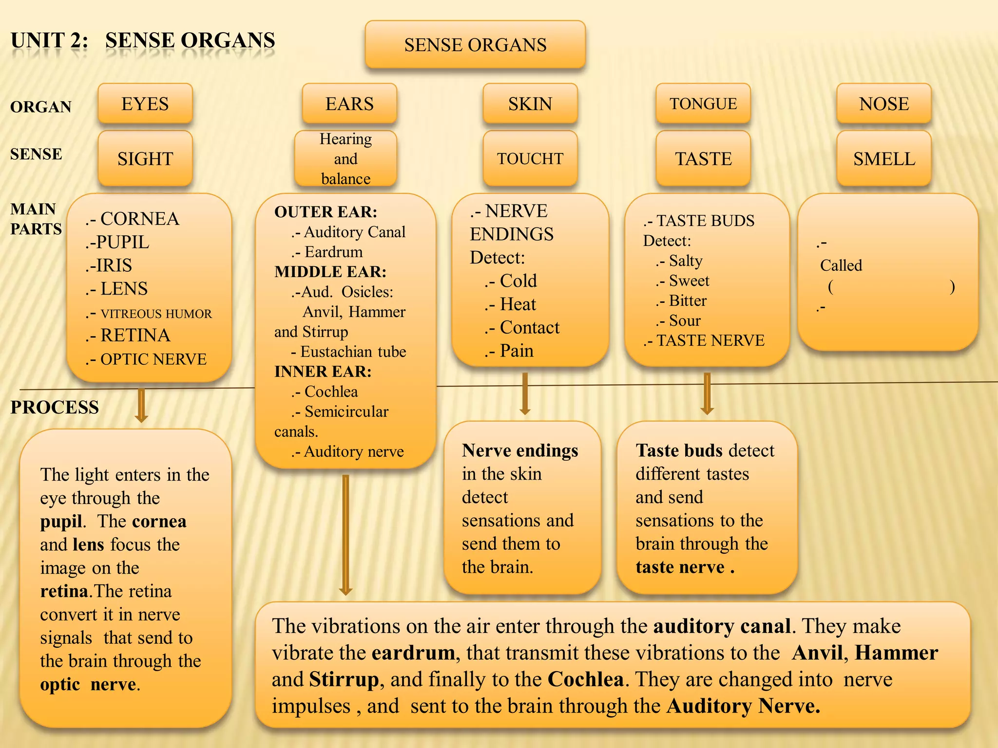 UNIT 2: SENSE ORGANS                          SENSE ORGANS


ORGAN        EYES                  EARS                 SKIN           TONGUE                NOSE
                                  Hearing
SENSE       SIGHT                   and               TOUCHT           TASTE                SMELL
                                  balance
MAIN                        OUTER EAR:             .- NERVE
PARTS
        .- CORNEA                                                   .- TASTE BUDS
                              .- Auditory Canal    ENDINGS
        .-PUPIL                                                     Detect:            .-
                              .- Eardrum           Detect:
        .-IRIS                                                         .- Salty         Called
                            MIDDLE EAR:
        .- LENS                                       .- Cold          .- Sweet           (            )
                              .-Aud. Osicles:
                                                      .- Heat          .- Bitter       .-
        .- VITREOUS HUMOR        Anvil, Hammer
                                                                       .- Sour
        .- RETINA           and Stirrup               .- Contact
                                                                    .- TASTE NERVE
        .- OPTIC NERVE        - Eustachian tube       .- Pain
                            INNER EAR:
                              .- Cochlea
PROCESS                       .- Semicircular
                            canals.
                              .- Auditory nerve   Nerve endings    Taste buds detect
  The light enters in the                         in the skin      different tastes
  eye through the                                 detect           and send
  pupil. The cornea                               sensations and   sensations to the
  and lens focus the                              send them to     brain through the
  image on the                                    the brain.       taste nerve .
  retina.The retina
  convert it in nerve
  signals that send to
                            The vibrations on the air enter through the auditory canal. They make
  the brain through the     vibrate the eardrum, that transmit these vibrations to the Anvil, Hammer
  optic nerve.              and Stirrup, and finally to the Cochlea. They are changed into nerve
                            impulses , and sent to the brain through the Auditory Nerve.
 