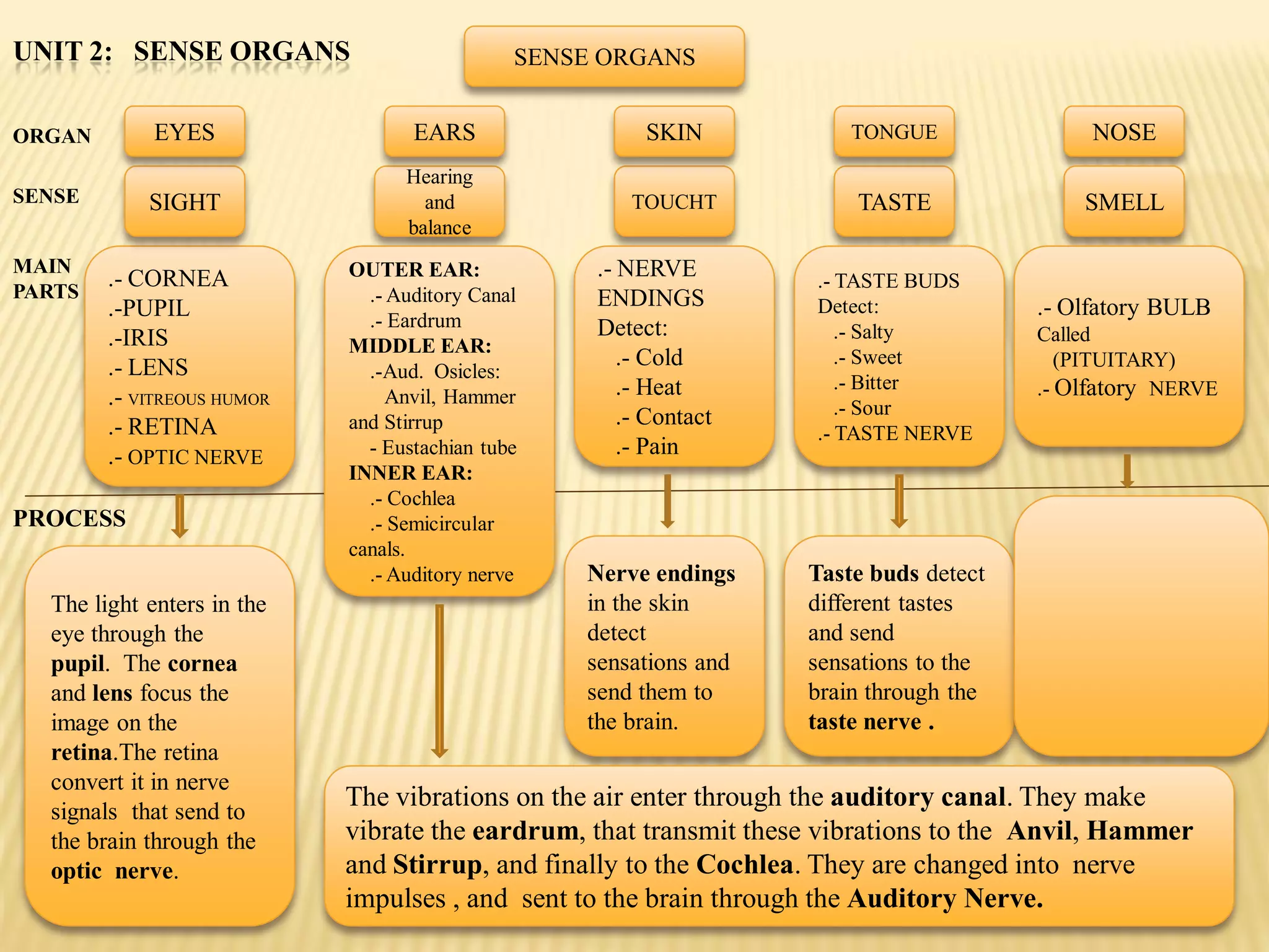 UNIT 2: SENSE ORGANS                          SENSE ORGANS


ORGAN        EYES                  EARS                 SKIN           TONGUE               NOSE
                                  Hearing
SENSE       SIGHT                   and               TOUCHT           TASTE               SMELL
                                  balance
MAIN                        OUTER EAR:             .- NERVE
PARTS
        .- CORNEA                                                   .- TASTE BUDS
                              .- Auditory Canal    ENDINGS
        .-PUPIL                                                     Detect:            .- Olfatory BULB
                              .- Eardrum           Detect:
        .-IRIS                                                         .- Salty        Called
                            MIDDLE EAR:
        .- LENS                                       .- Cold          .- Sweet           (PITUITARY)
                              .-Aud. Osicles:
                                                      .- Heat          .- Bitter       .- Olfatory NERVE
        .- VITREOUS HUMOR        Anvil, Hammer
                                                                       .- Sour
        .- RETINA           and Stirrup               .- Contact
                                                                    .- TASTE NERVE
        .- OPTIC NERVE        - Eustachian tube       .- Pain
                            INNER EAR:
                              .- Cochlea
PROCESS                       .- Semicircular
                            canals.
                              .- Auditory nerve   Nerve endings    Taste buds detect
  The light enters in the                         in the skin      different tastes
  eye through the                                 detect           and send
  pupil. The cornea                               sensations and   sensations to the
  and lens focus the                              send them to     brain through the
  image on the                                    the brain.       taste nerve .
  retina.The retina
  convert it in nerve
  signals that send to
                            The vibrations on the air enter through the auditory canal. They make
  the brain through the     vibrate the eardrum, that transmit these vibrations to the Anvil, Hammer
  optic nerve.              and Stirrup, and finally to the Cochlea. They are changed into nerve
                            impulses , and sent to the brain through the Auditory Nerve.
 