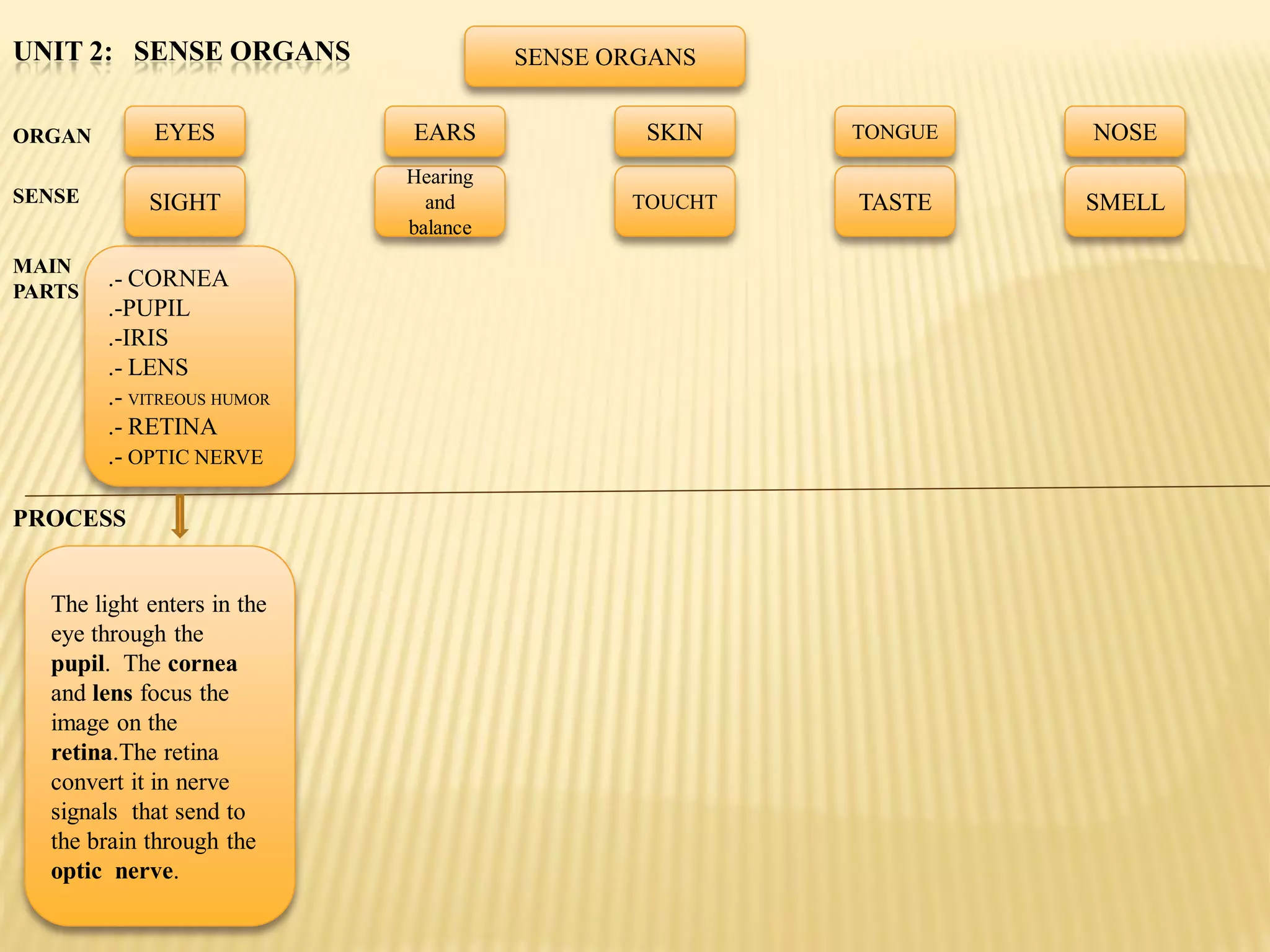 UNIT 2: SENSE ORGANS                  SENSE ORGANS


ORGAN        EYES           EARS              SKIN    TONGUE   NOSE
                            Hearing
SENSE       SIGHT             and            TOUCHT   TASTE    SMELL
                            balance
MAIN
PARTS
        .- CORNEA
        .-PUPIL
        .-IRIS
        .- LENS
        .- VITREOUS HUMOR
        .- RETINA
        .- OPTIC NERVE

PROCESS


  The light enters in the
  eye through the
  pupil. The cornea
  and lens focus the
  image on the
  retina.The retina
  convert it in nerve
  signals that send to
  the brain through the
  optic nerve.
 