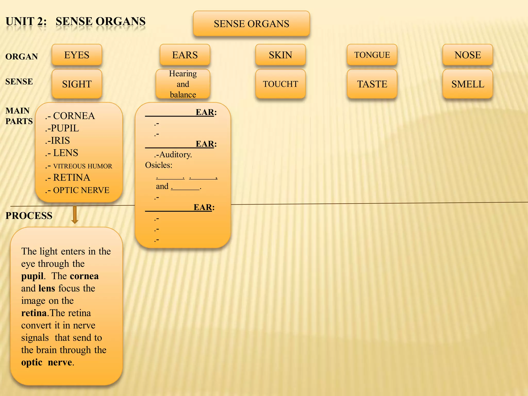 UNIT 2: SENSE ORGANS                          SENSE ORGANS


ORGAN        EYES                  EARS               SKIN    TONGUE   NOSE
                                   Hearing
SENSE       SIGHT                    and             TOUCHT   TASTE    SMELL
                                   balance
MAIN                                     EAR:
PARTS
        .- CORNEA
                              .-
        .-PUPIL               .-
        .-IRIS                            EAR:
        .- LENS               .-Auditory.
        .- VITREOUS HUMOR   Osicles:
        .- RETINA              .      . .      ,
        .- OPTIC NERVE         and .       .
                              .-
                                          EAR:
PROCESS                       .-
                              .-
                              .-
  The light enters in the
  eye through the
  pupil. The cornea
  and lens focus the
  image on the
  retina.The retina
  convert it in nerve
  signals that send to
  the brain through the
  optic nerve.
 