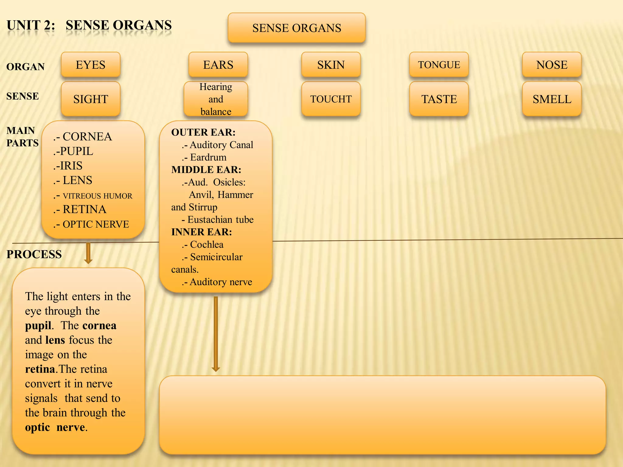 UNIT 2: SENSE ORGANS                          SENSE ORGANS


ORGAN        EYES                  EARS               SKIN    TONGUE   NOSE
                                  Hearing
SENSE       SIGHT                   and              TOUCHT   TASTE    SMELL
                                  balance
MAIN                        OUTER EAR:
PARTS
        .- CORNEA
                              .- Auditory Canal
        .-PUPIL               .- Eardrum
        .-IRIS              MIDDLE EAR:
        .- LENS               .-Aud. Osicles:
        .- VITREOUS HUMOR        Anvil, Hammer
        .- RETINA           and Stirrup
        .- OPTIC NERVE        - Eustachian tube
                            INNER EAR:
                              .- Cochlea
PROCESS                       .- Semicircular
                            canals.
                              .- Auditory nerve
  The light enters in the
  eye through the
  pupil. The cornea
  and lens focus the
  image on the
  retina.The retina
  convert it in nerve
  signals that send to
  the brain through the
  optic nerve.
 