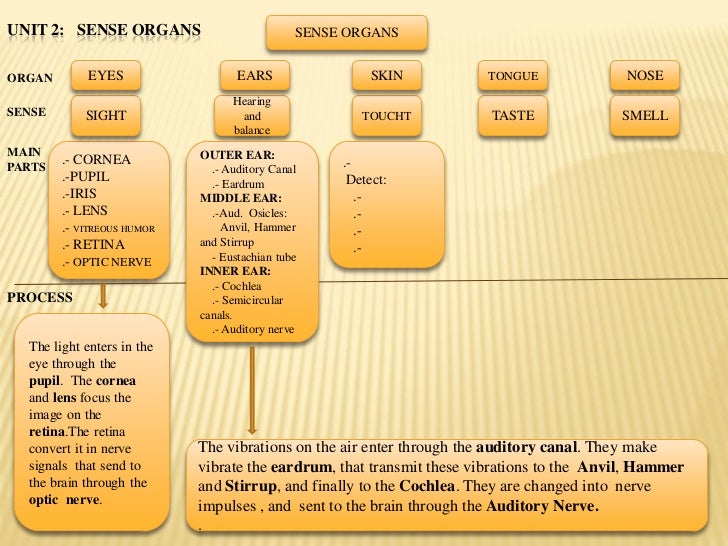 Sense organs diagram.english