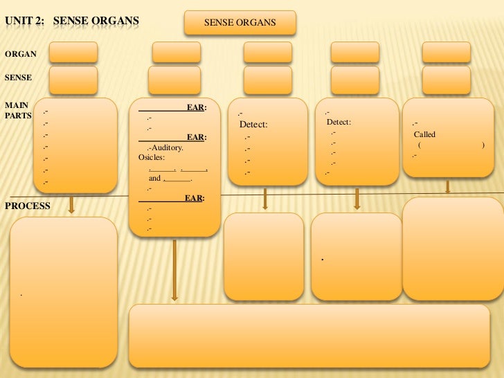 Sense organs diagram.english