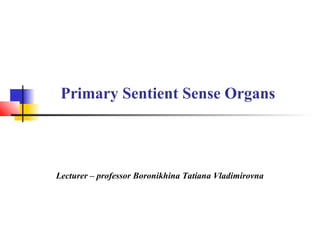 Primary Sentient Sense Organs
Lecturer – professor Boronikhina Tatiana Vladimirovna
 