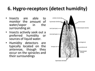 Humidity Gradient Insects senseorgansofinsectsandtheirstructure-180508155900.pptx