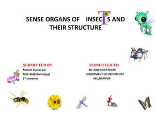 SENSE ORGANS OF INSEC S AND
THEIR STRUCTURE
SUBMITTED BY SUBMITTED TO
Manish Kumar pal Mr. RAJENDRA REGMI
MSC.AG(Entomology) DEPARTMENT OF ENTOMLOGY
1st semester AFU,RAMPUR
 